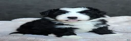 Mini Bernedoodle dogs for sale: Mini Wade - Ad 1