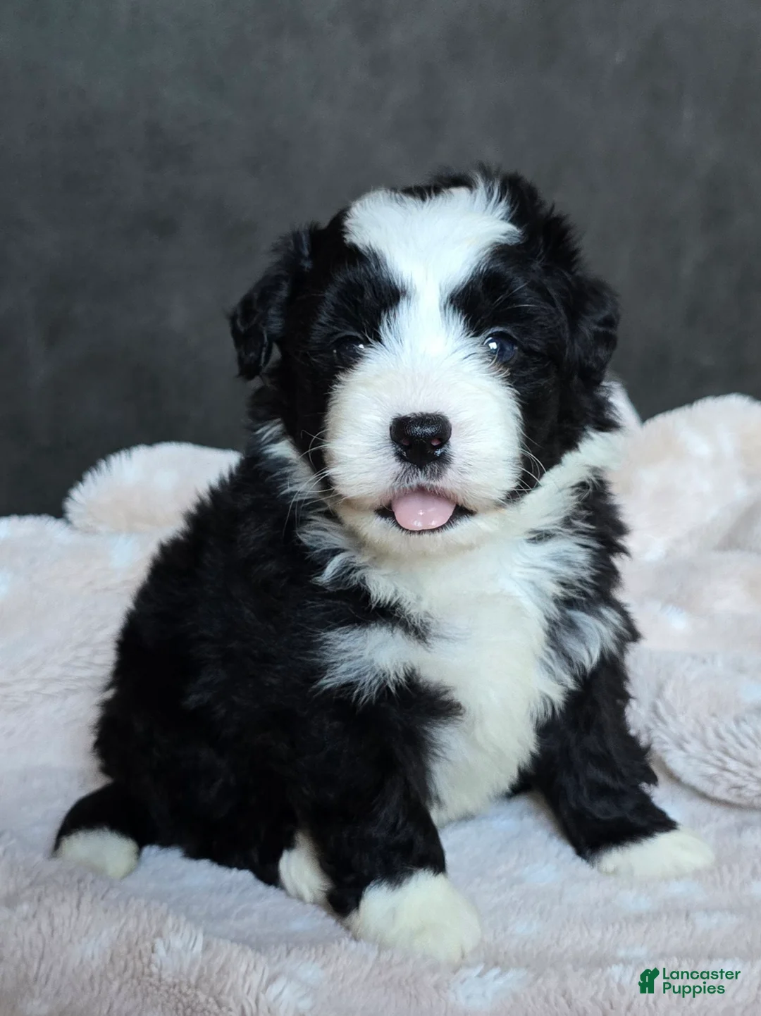 Mini Bernedoodle dogs for sale: Mini Wade - Ad 1
