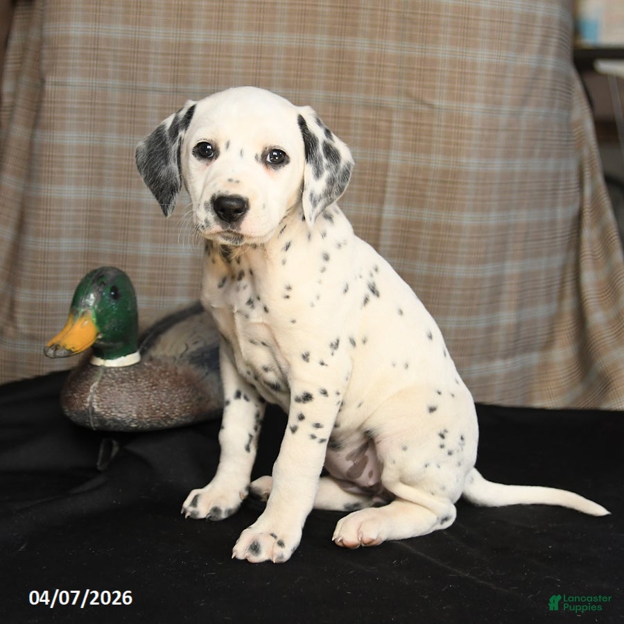 Dalmatian dogs Dixie - Ad 2