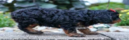 Cavapoo dogs for sale: Wilson 🐾 - Ad 19
