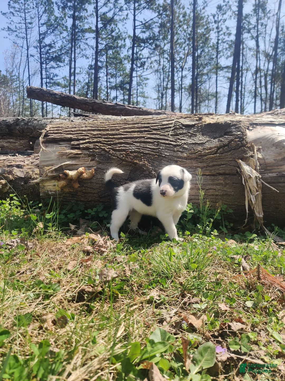 Border Collie dogs for sale: Jasmin - Ad 2