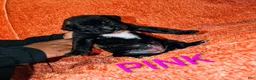 Presa Canario dogs for sale: Ms Pink - Ad 11
