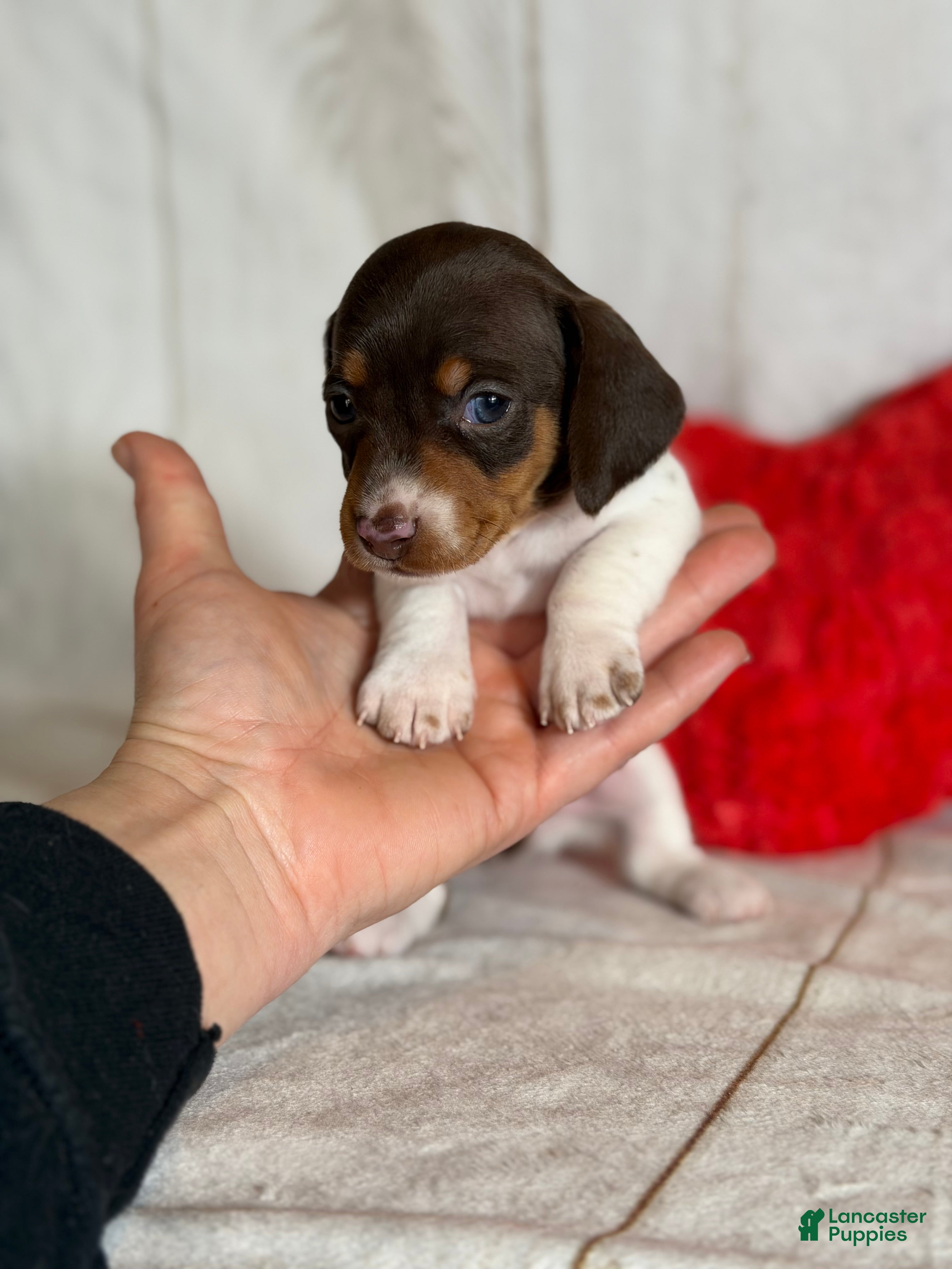 Miniature Dachshund dogs AKC SH Fiona DNA OFA - Ad 30