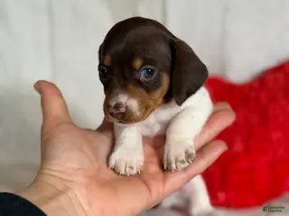 Miniature Dachshund dogs AKC SH Fiona DNA OFA - Ad 8