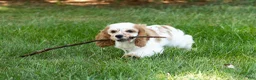 Cocker Spaniel dogs for sale: Checkers - Ad 6