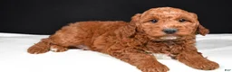 Goldendoodle dogs for sale: Gus - Ad 5