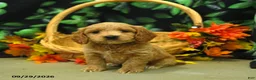 Cockapoo dogs for sale: Stella  - Ad 3
