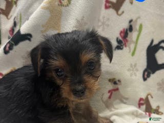 Yorkshire Terrier dogs Yorkshire Terrier Puppy 1 - Ad 9