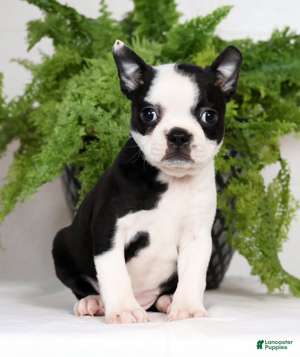 Boston Terrier dogs Misty - Ad 2