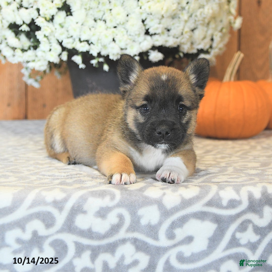 Mixed Breed dogs for sale: Lucky - Ad 4