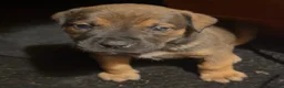 South African Boerboels dogs for sale: Reese - Ad 4