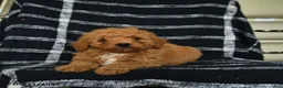 Mini Goldendoodle dogs for sale: Dash - Ad 1
