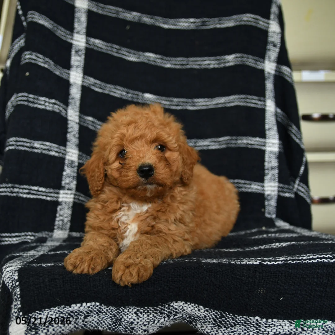 Mini Goldendoodle dogs for sale: Dash - Ad 1