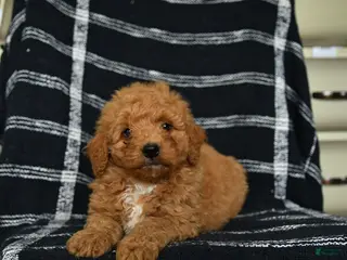 Mini Goldendoodle dogs for sale: Dash - Ad 4
