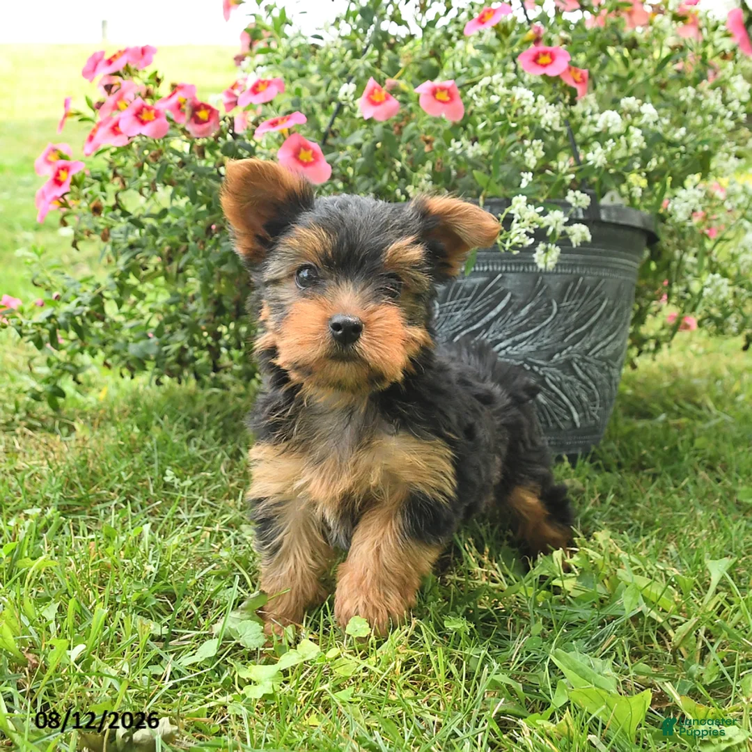 Yorkshire Terrier dogs for sale: Misty - Ad 3
