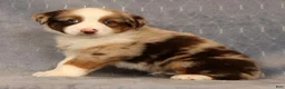 Miniature Australian Shepherd dogs for sale: Freddy - Ad 4