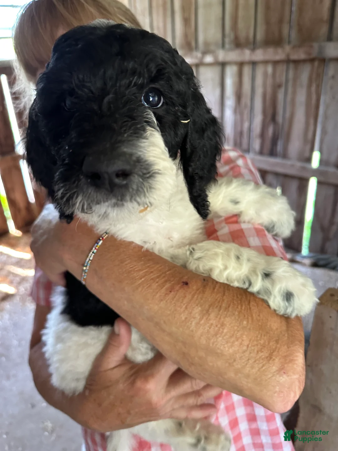 Labradoodle dogs for sale: Audrey  - Ad 2
