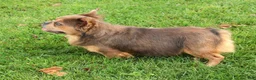French Bulldog dogs for sale: Buster - Ad 7