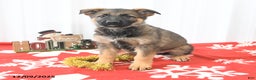 German Shepherd dogs for sale: Laurel - Ad 2
