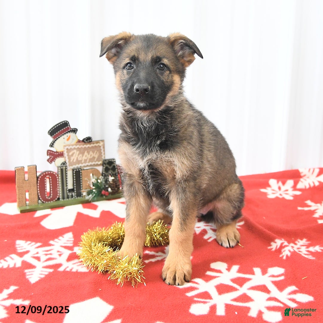 German Shepherd dogs for sale: Laurel - Ad 2