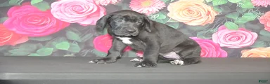 Great Dane 3