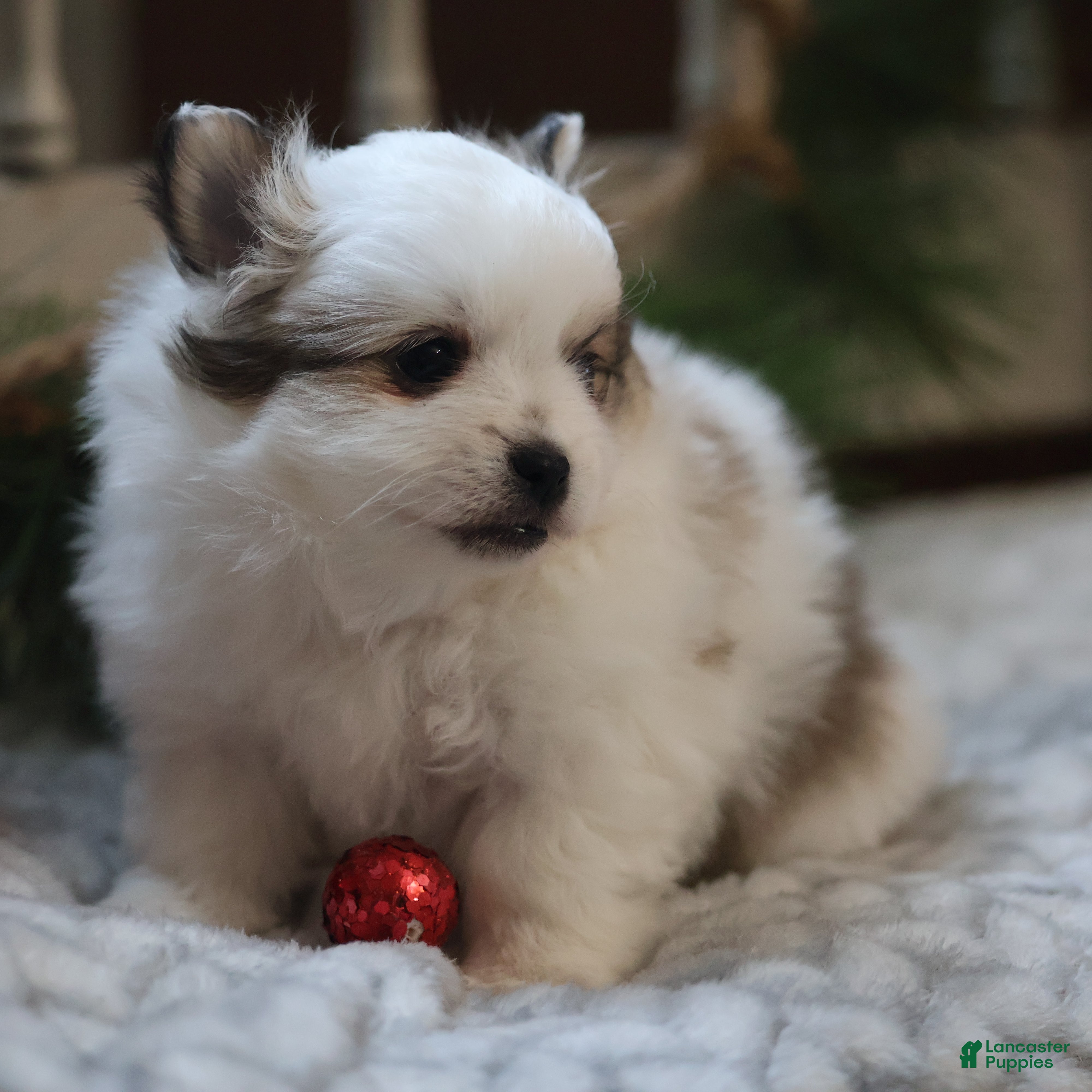 Maltipom Puppies for sale in Pennsylvania | Lancaster Puppies, image size:4000x4000