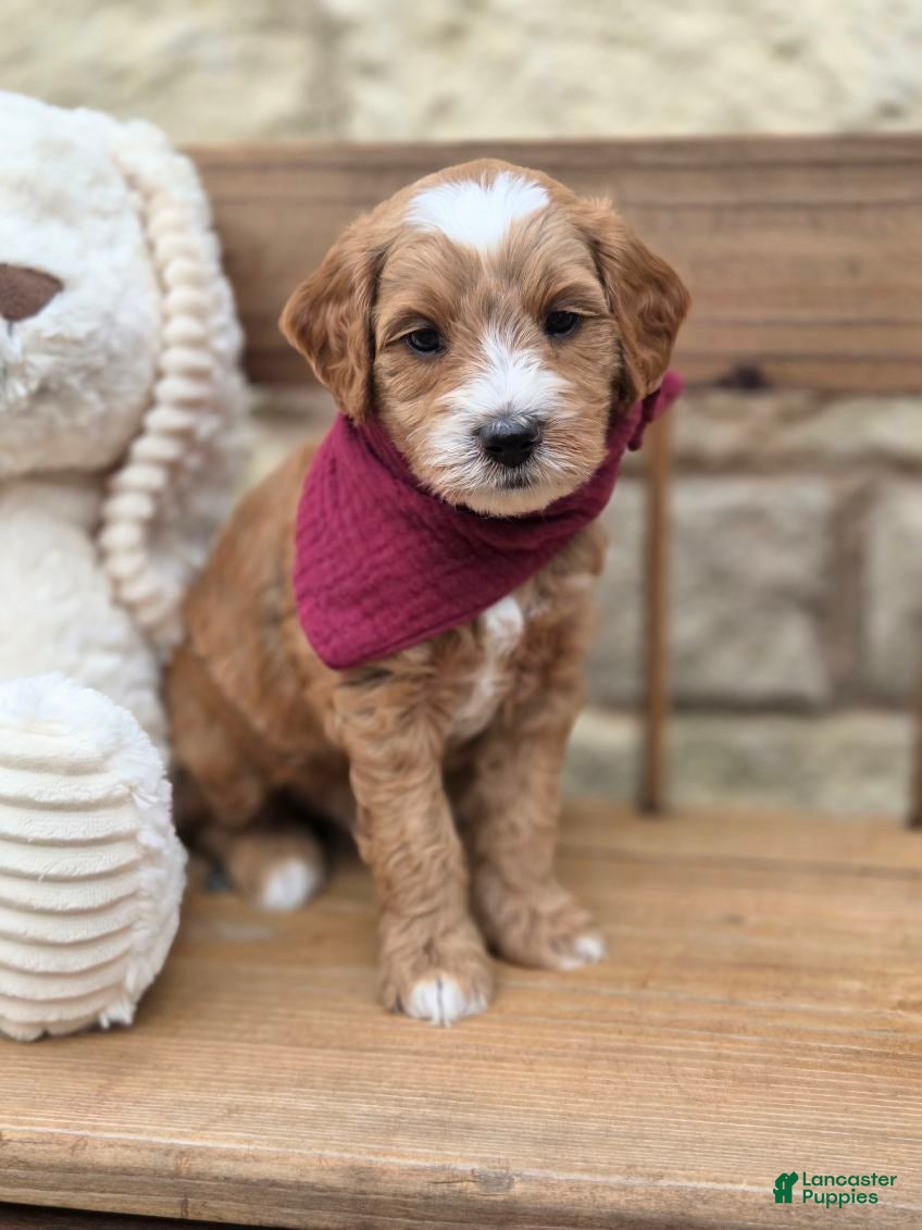 Goldendoodle dogs Copper - Ad 1