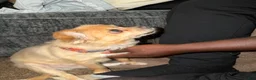 Mixed Breed dogs for sale: Mixed Breed 1 - Ad 3