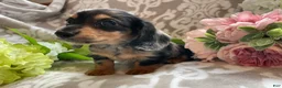Miniature Dachshund dogs for sale: Sheila - Ad 7