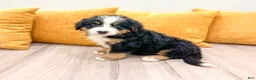 Bernese Mountain Dog dogs for sale: Bandit - Ad 4