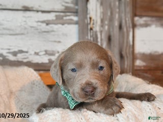 Labrador Retriever dogs - Ad 35