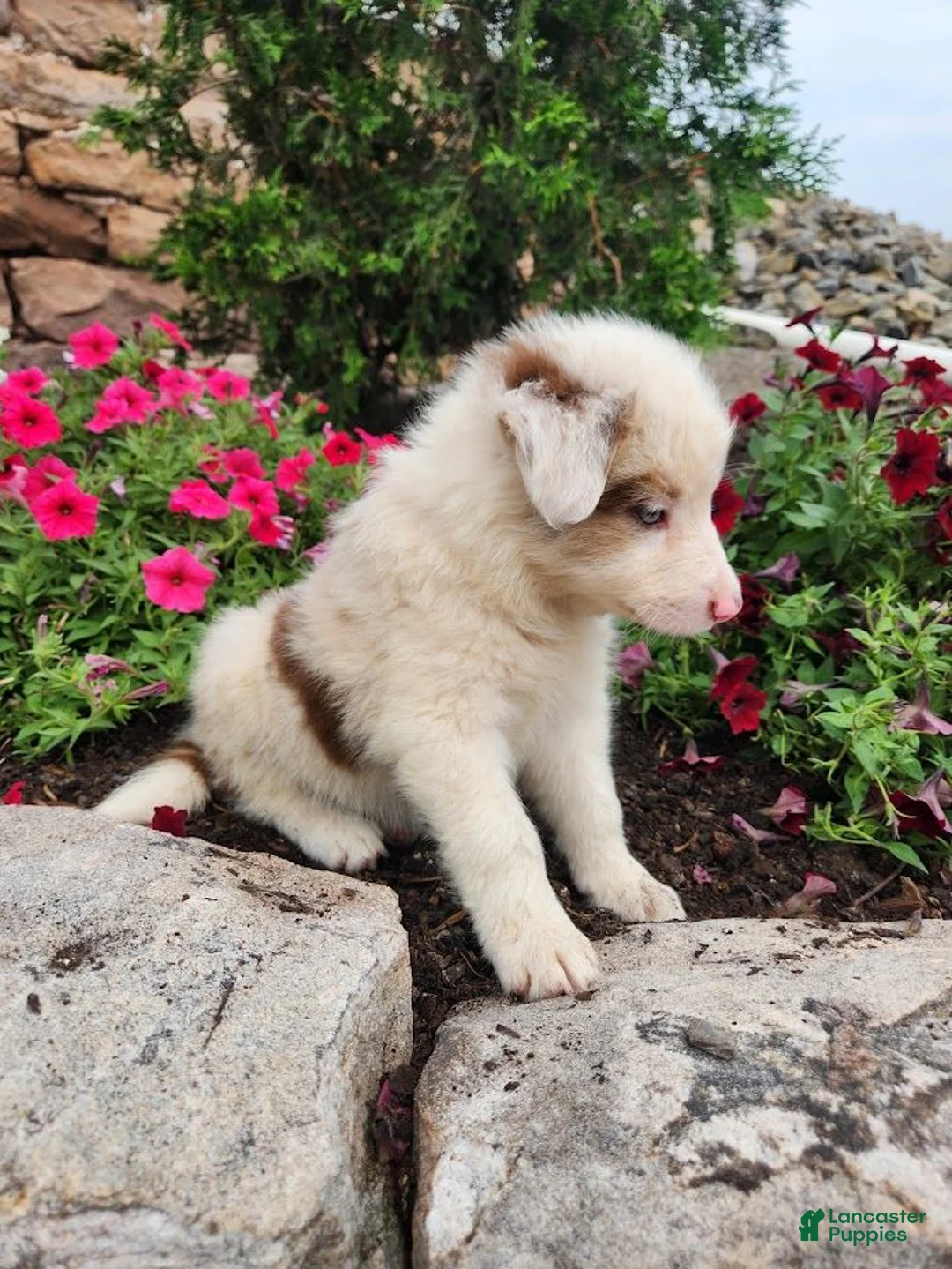 Border Collie dogs for sale: Jordan - Ad 4