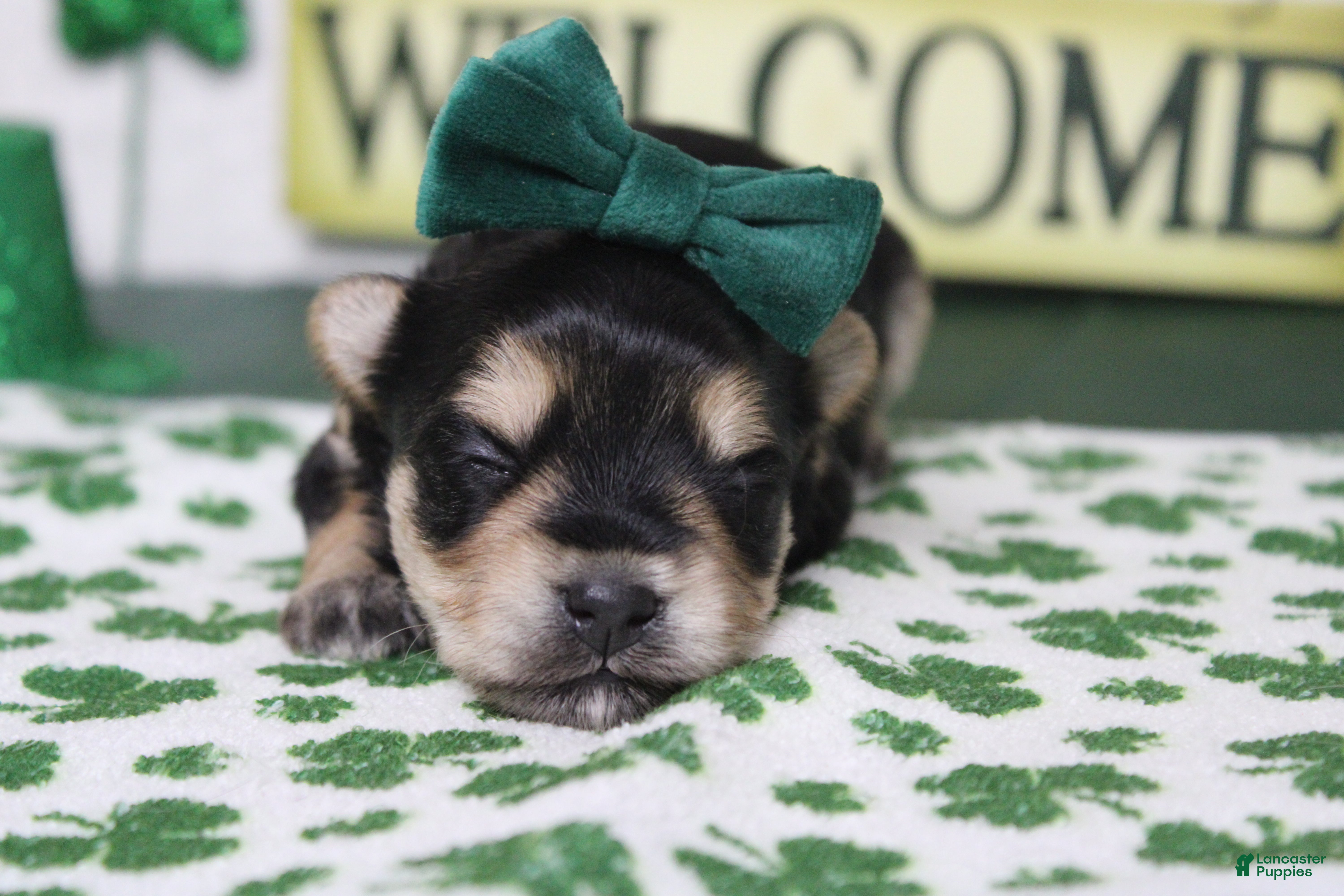 Morkie dogs Sydney - Ad 2