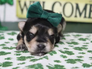 Morkie dogs Sydney - Ad 2