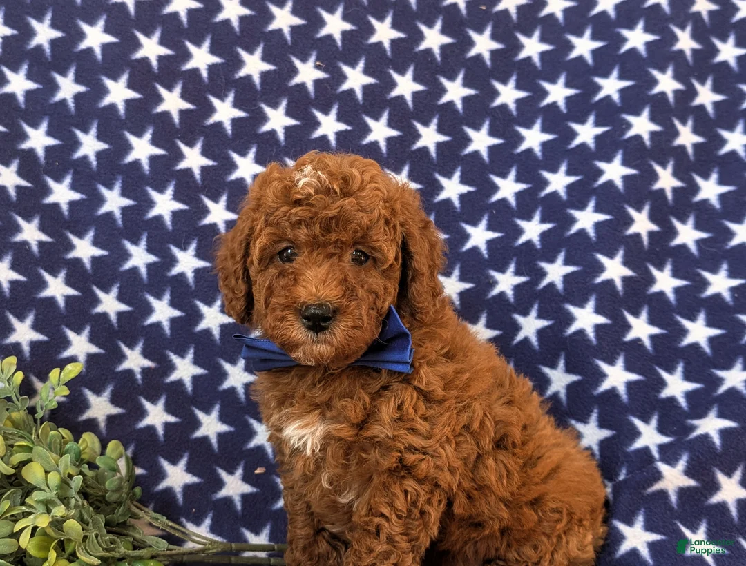 Miniature Poodle dogs for sale: Dalton 10 lbs Full Grown - Ad 7