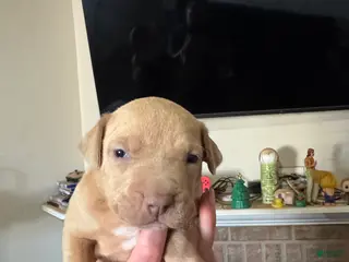 Mixed Breed dogs Mixed Breed Puppy 4 - Ad 27