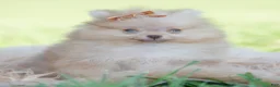 Pomeranian dogs for sale: Tiny toto  - Ad 5