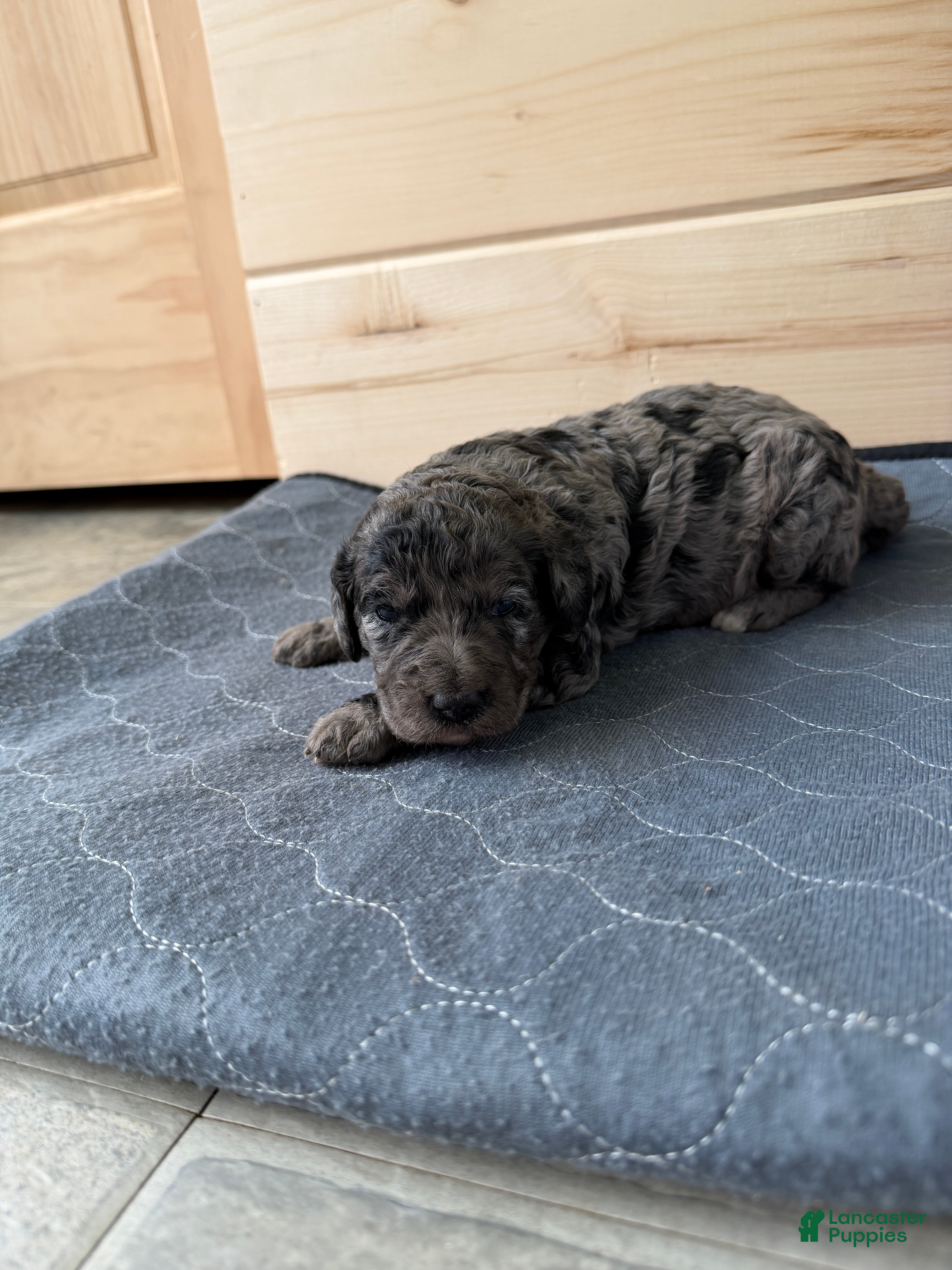Bernedoodle dogs Sally - Ad 40