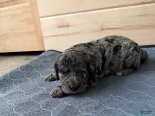 Bernedoodle dogs Sally - Ad 40