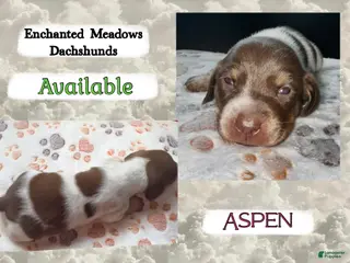 Miniature Dachshund dogs Aspen - Ad 14