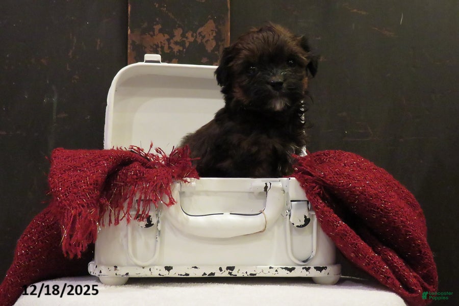 Shihpoo dogs Fir - Ad 4