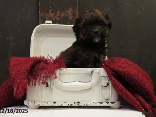 Shihpoo dogs Fir - Ad 25