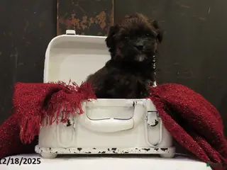 Shihpoo dogs Fir - Ad 16