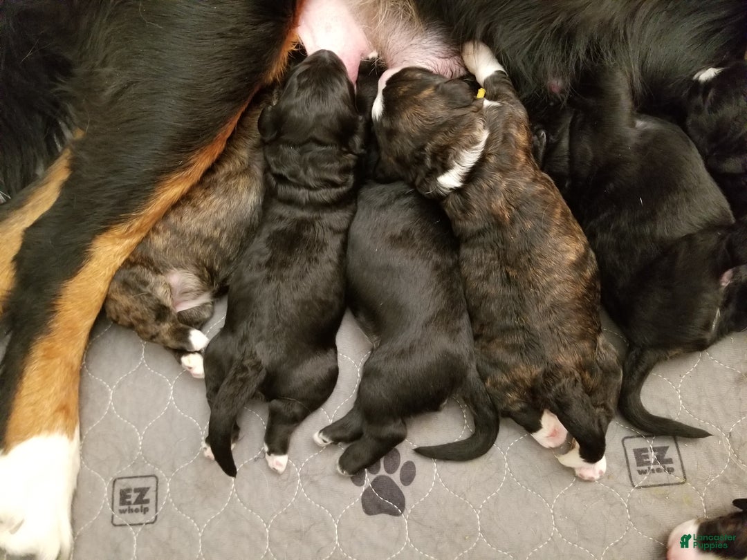 Gallery Image {{count}}