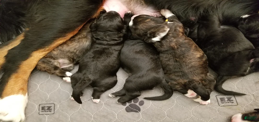 Gallery Image {{count}}