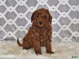 Mini Goldendoodle dogs - Ad 5