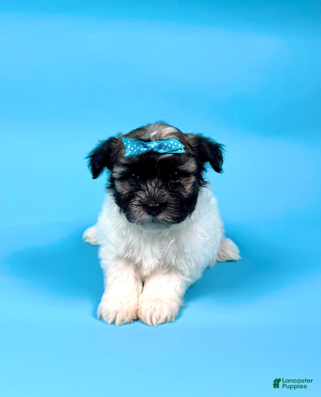 Havanese dogs for sale: VALERIE - Ad 3