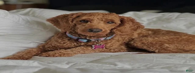 Ginger