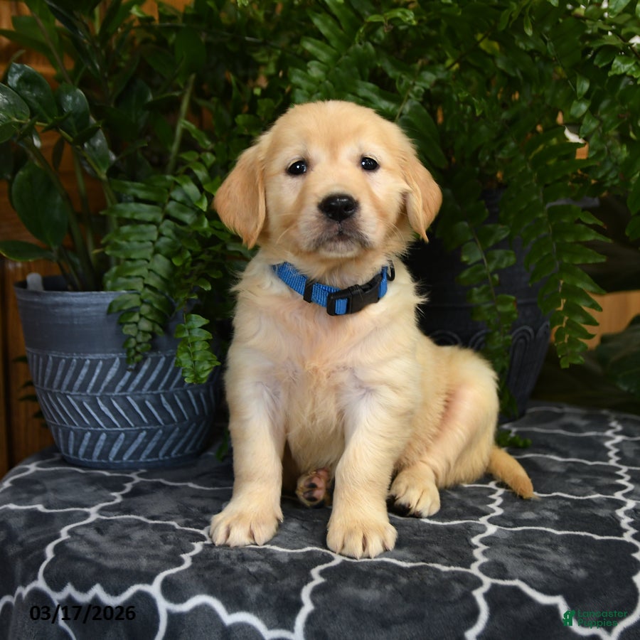Golden Retriever dogs for sale: Haley - Ad 3