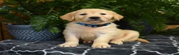 Golden Retriever dogs for sale: Haley - Ad 1